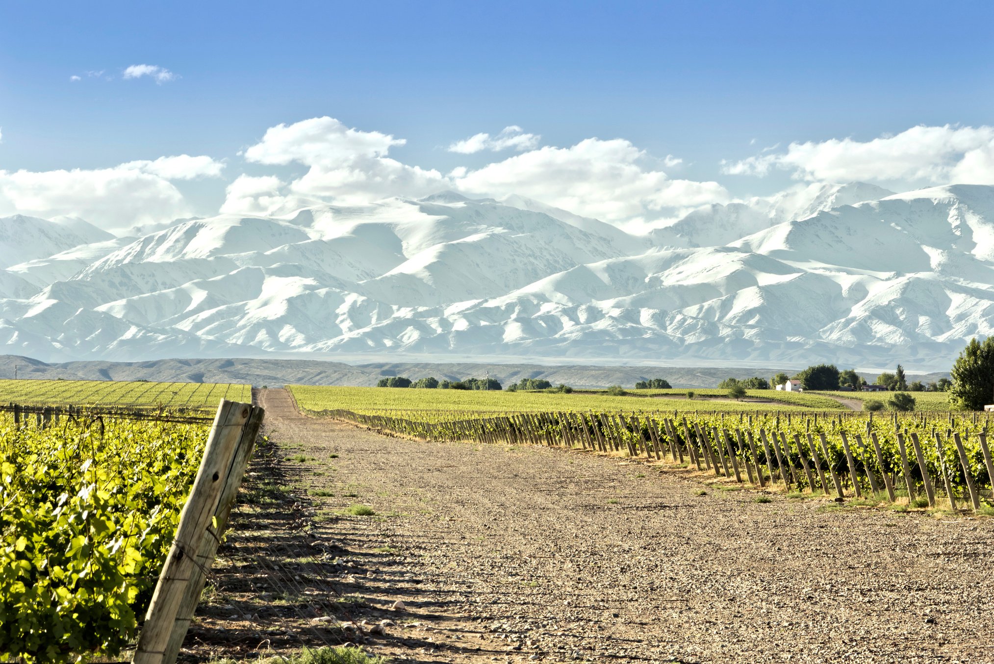 Vineyard in Mendoza